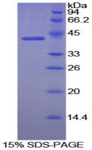 Figure 1. SDS-PAGE