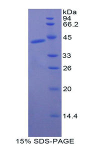 Figure 1. SDS-PAGE