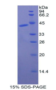 Figure 1. SDS-PAGE