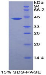 Figure 1. SDS-PAGE