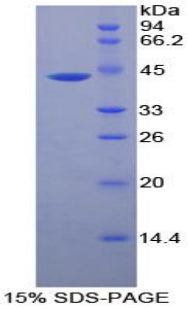 Figure 1. SDS-PAGE