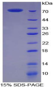 Figure 1. SDS-PAGE