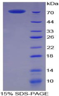 Figure 1. SDS-PAGE