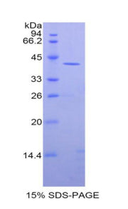 Figure 1. SDS-PAGE