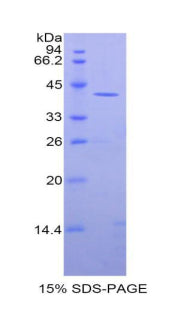 Figure 1. SDS-PAGE