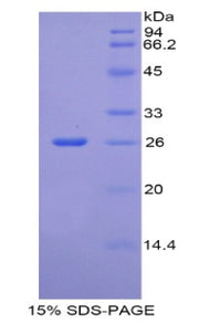 Figure 1. SDS-PAGE