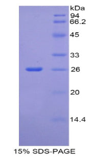 Figure 1. SDS-PAGE