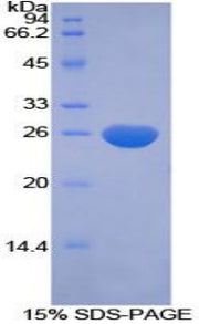 Figure 1. SDS-PAGE