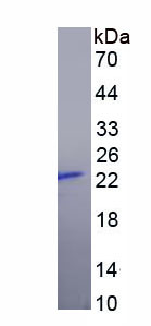 Figure 1. SDS-PAGE