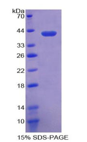 Figure 1. SDS-PAGE