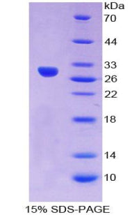Figure 1. SDS-PAGE