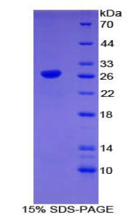 Figure 1. SDS-PAGE