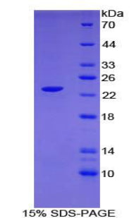 Figure 1. SDS-PAGE