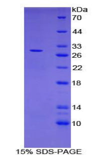 Figure 1. SDS-PAGE