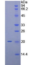 Figure 2. SDS-PAGE