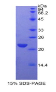 Figure 1. SDS-PAGE