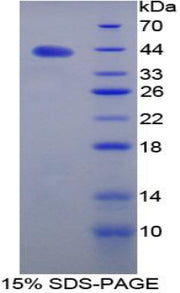 Figure 1. SDS-PAGE