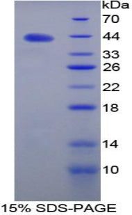 Figure 1. SDS-PAGE
