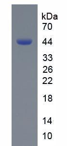 Figure 3. SDS-PAGE