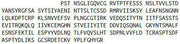 Recombinant CUB And Zona Pellucida Like Domains Protein 1 (CUZD1), RPU41052