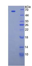 Figure 3. SDS-PAGE