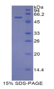 Figure 1. SDS-PAGE