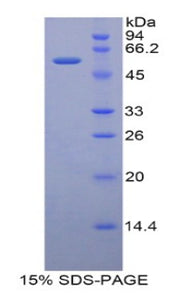 Figure 1. SDS-PAGE