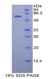 Figure 1. SDS-PAGE