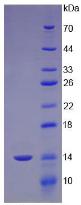 Figure 2. SDS-PAGE