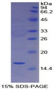 Figure 1. SDS-PAGE