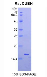 Figure 1. SDS-PAGE