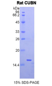 Figure 1. SDS-PAGE