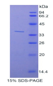 Figure 1. SDS-PAGE