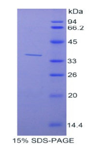 Figure 1. SDS-PAGE