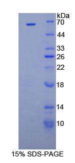 Figure 1. SDS-PAGE