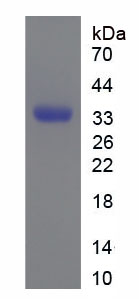 Figure 1. SDS-PAGE