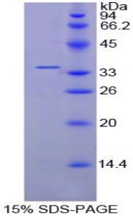Figure 1. SDS-PAGE
