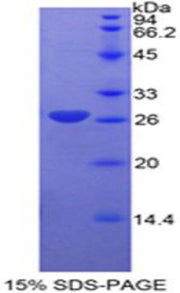 Figure 1. SDS-PAGE