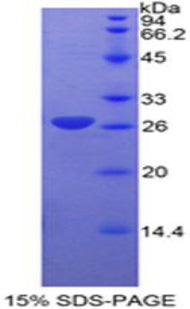 Figure 1. SDS-PAGE