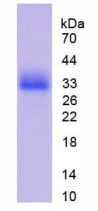 Figure 2. SDS-PAGE