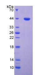 Figure 2. SDS-PAGE
