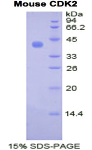 Figure 1. SDS-PAGE