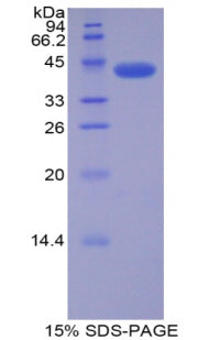 Figure 1. SDS-PAGE