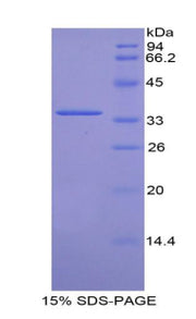Figure 1. SDS-PAGE