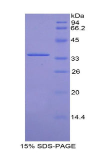 Figure 1. SDS-PAGE