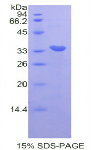 Figure 1. SDS-PAGE