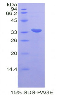 Figure 1. SDS-PAGE