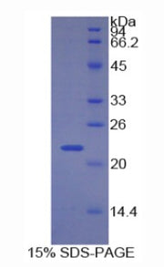 Figure 1. SDS-PAGE