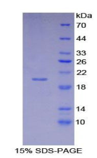 Figure 1. SDS-PAGE