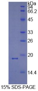 Figure 1. SDS-PAGE